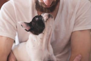 bearded man holding cute french bulldog puppy