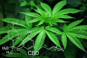 marijuana leafs with CBD molecule drawing