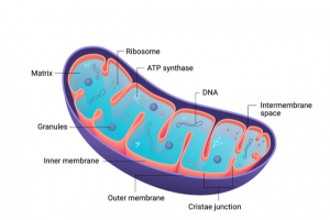 Cross-section vector diagram of a mitochondria.