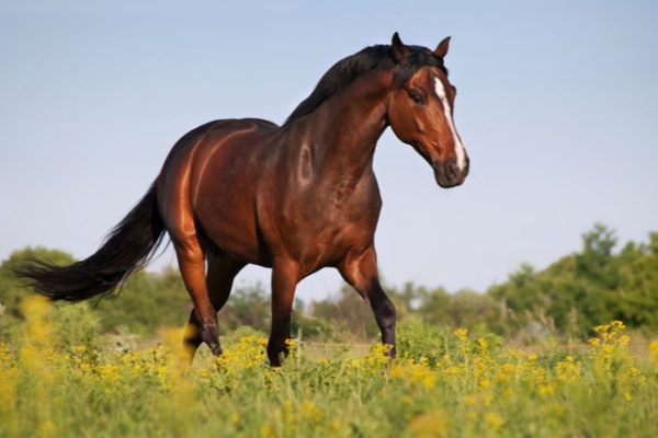CBD and Horses: Benefits, Dosages, and More